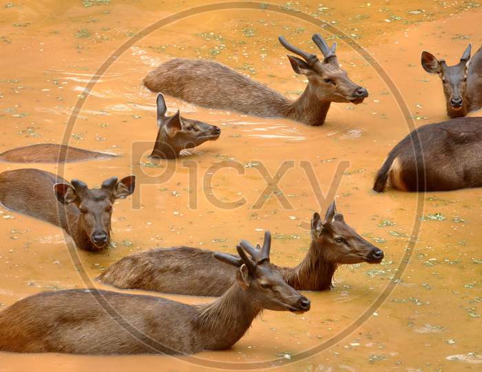 Sambar Deer Cool Themselves In A Pond At Assam State Zoo Cum Botanical Garden, On A Hot Summer Day In Guwahati, Wednesday, June 10, 2020.
