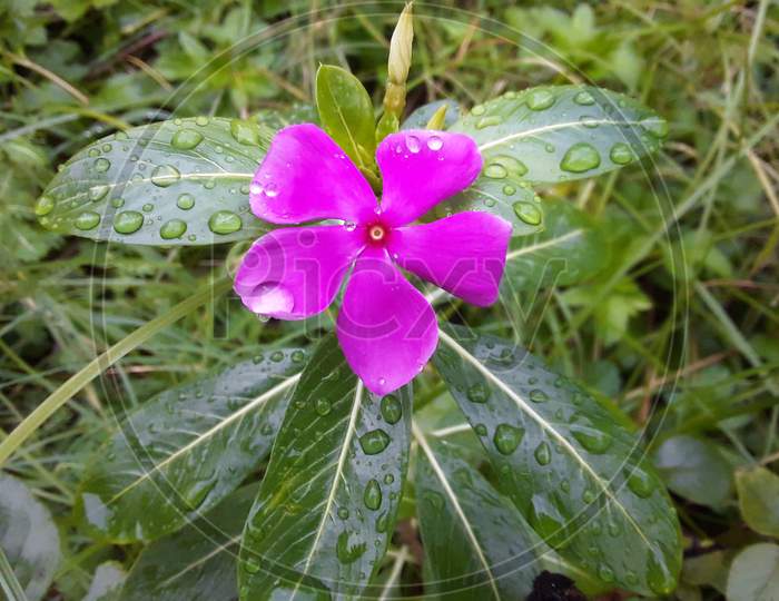 Beautiful Begni pink periwinkle (sadaBahar)Flower