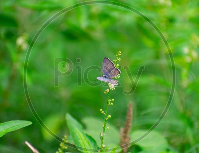 COMMON INDIAN BLUISH GREY TINY BUTTERFLY SITTING ON GRASS