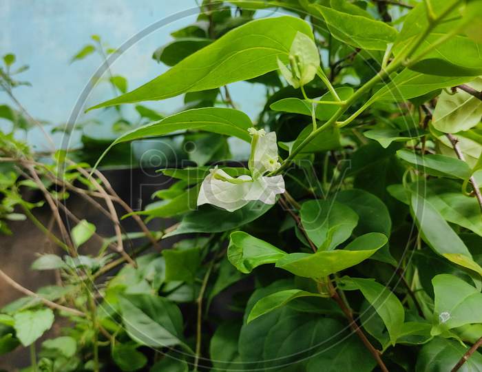 White flower from garden