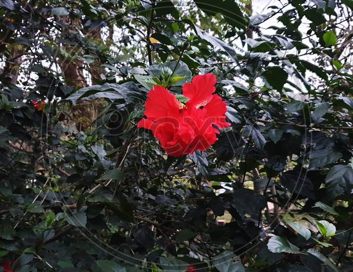 Red China Rose flower in plant