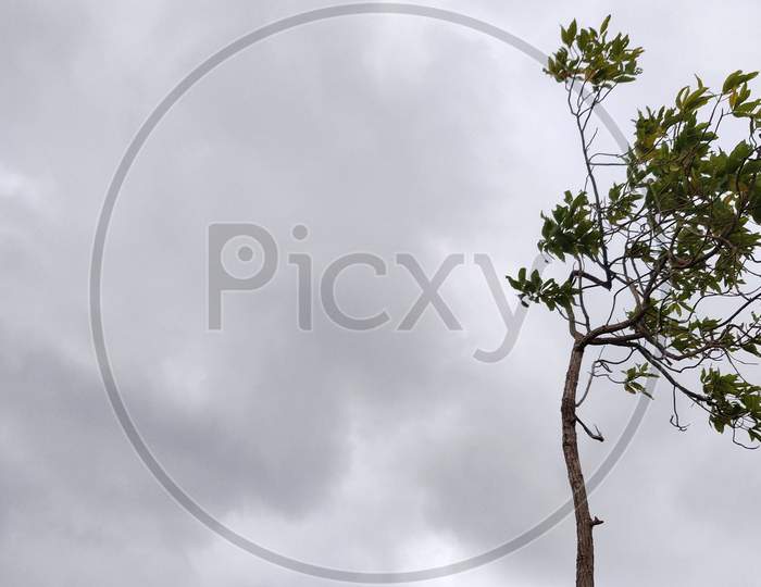 A Small Tree With Cloudy Sky On The Background. Copy Space For Text Available To The Left Of The Image.