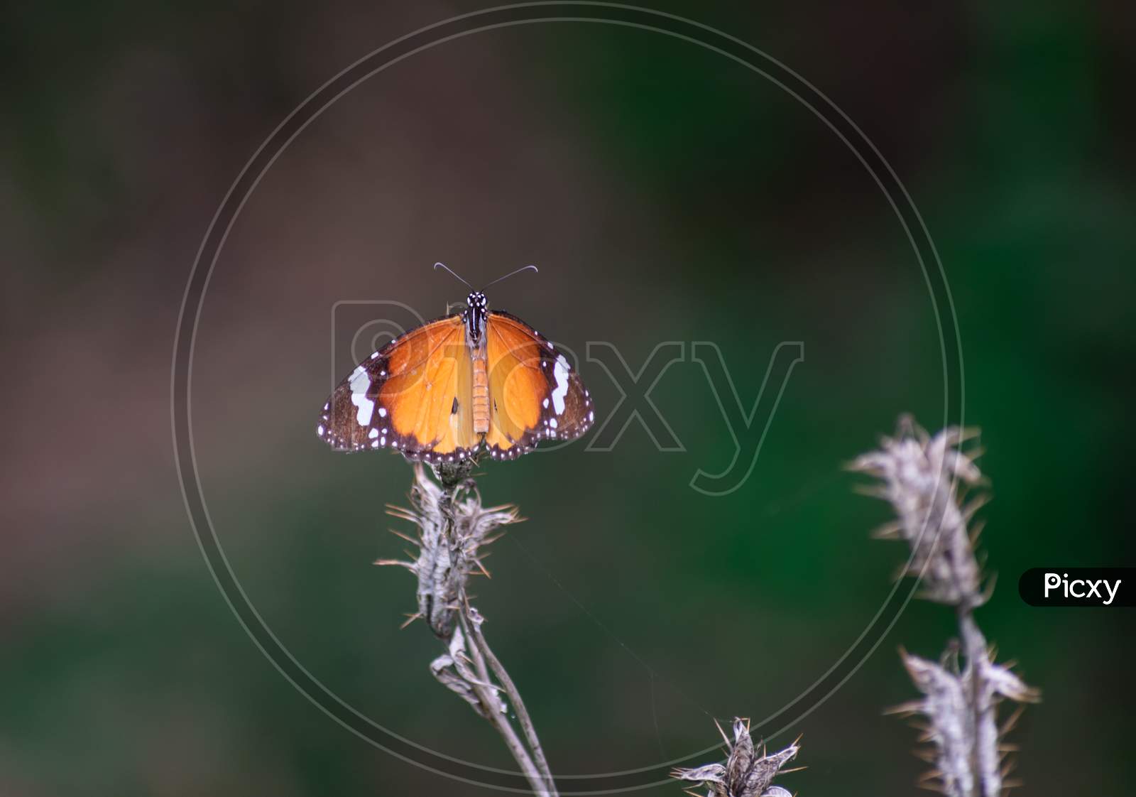 COMMON ORANGE TIGER BUTTERFLY SITTING ON A CACTUS