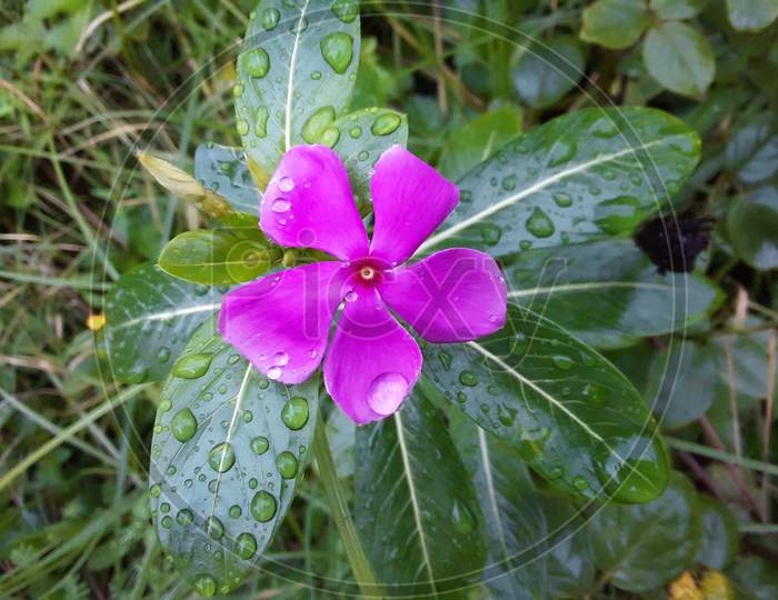 Beautiful Begni pink Periwinkle (sadaBahar)flower