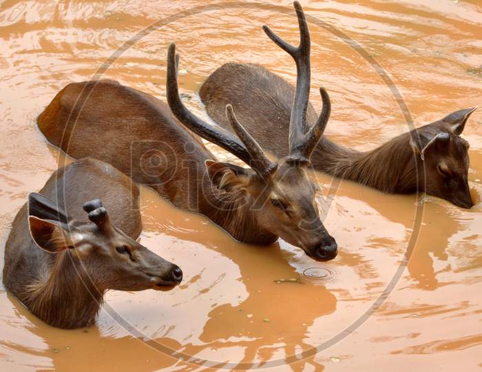 Sambar Deer Cool Themselves In A Pond At Assam State Zoo Cum Botanical Garden, On A Hot Summer Day In Guwahati, Wednesday, June 10, 2020