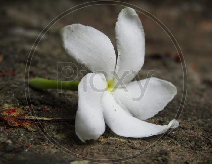 white jasmine flower lying on the ground