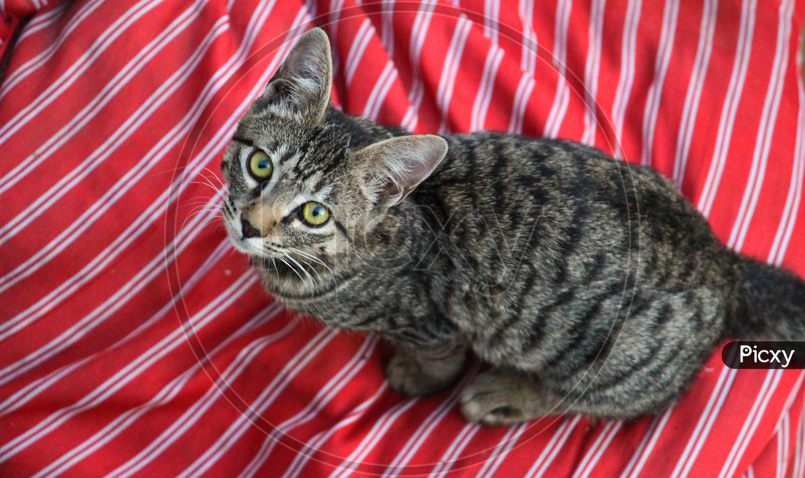 A Cat on red surface