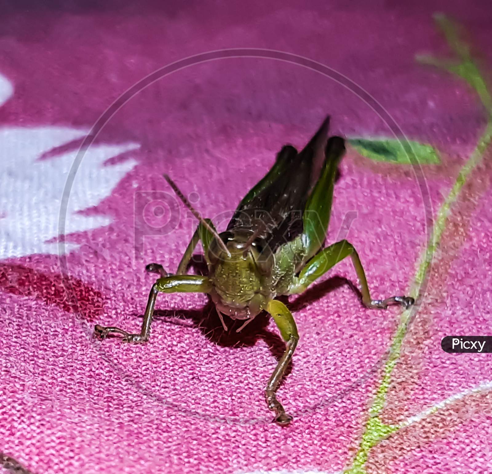 A Locust Is Sitting Under The Light On A Colorful Cloth.