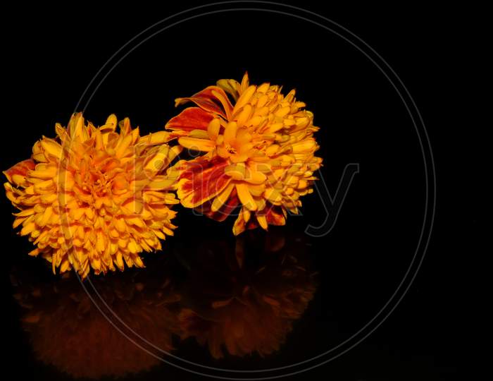 Orange Marigold flower or Tagetes Erecta on black background, Orange flower on black background,reflection of the flower.