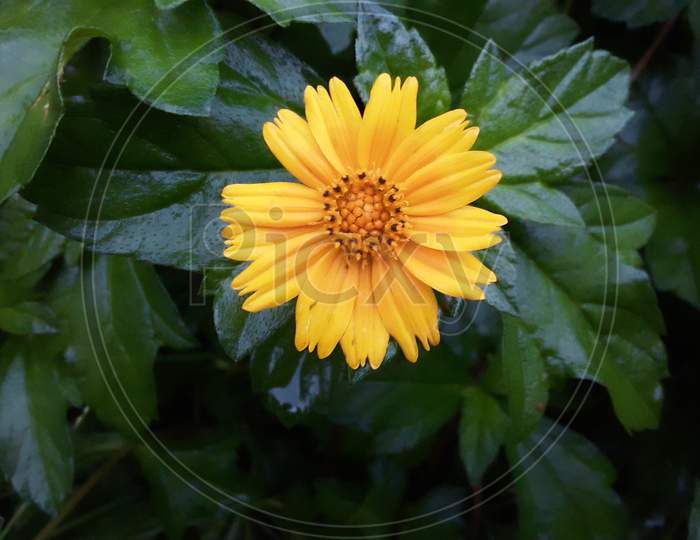 A small Guldawdi yellows flower