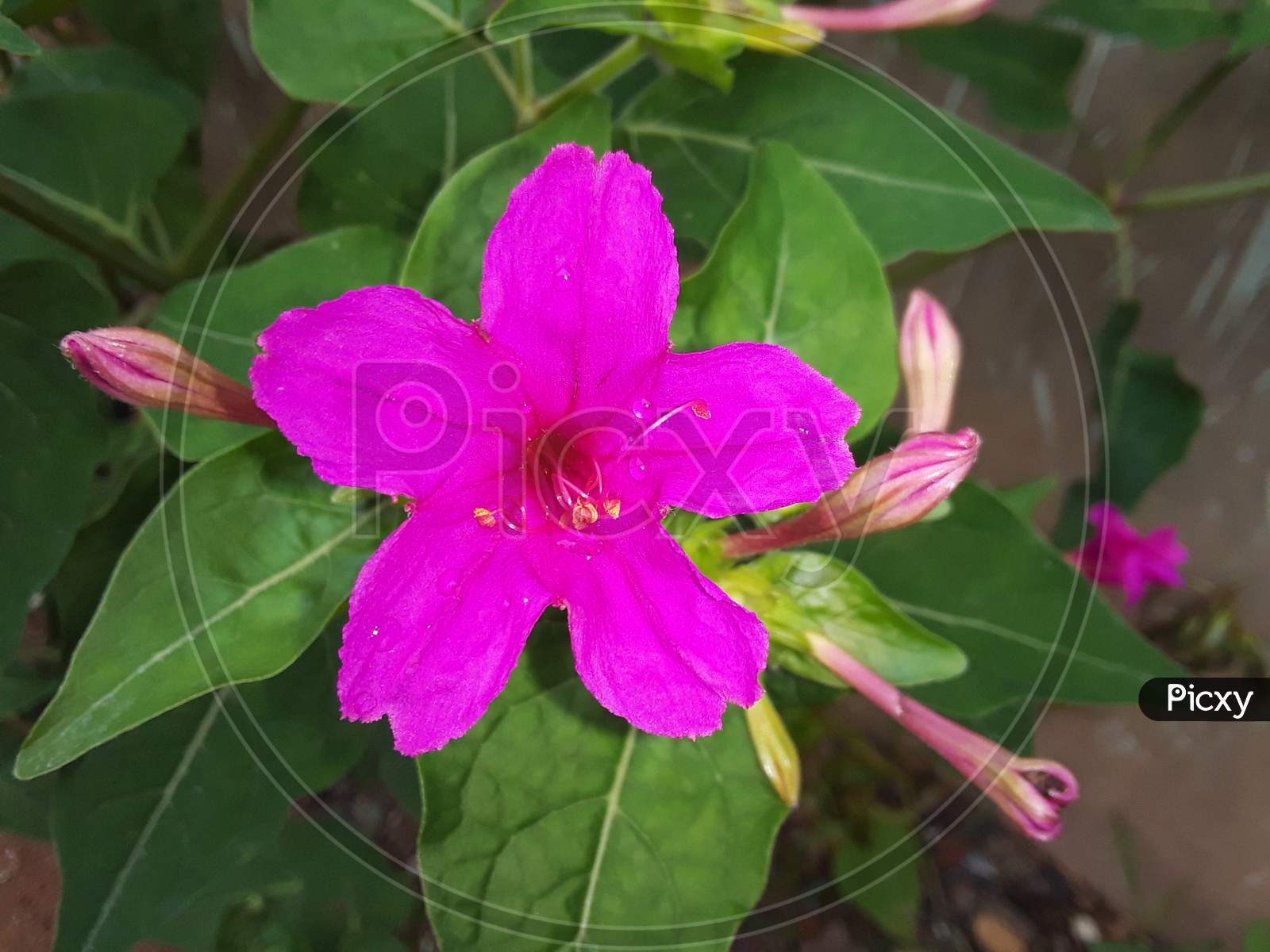 Image Of The Indian Beautiful Pink Flowers Ti122914 Picxy