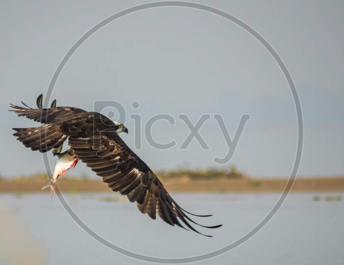 An Osprey with catch