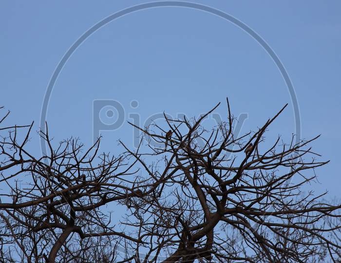Bird on the tree branch