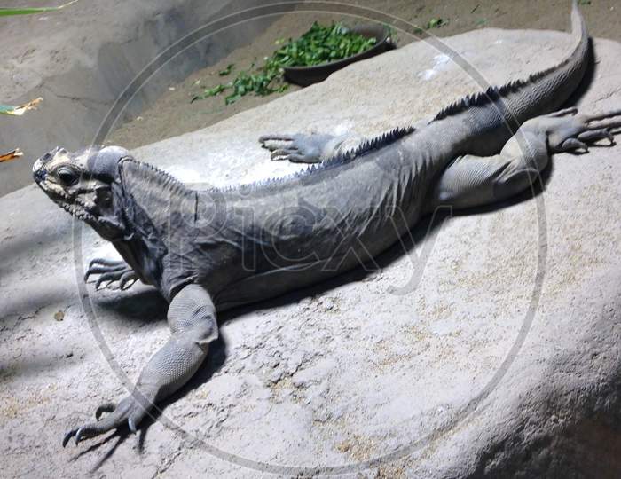 The sculpture-like a lizard in Maruyama zoo Sapporo