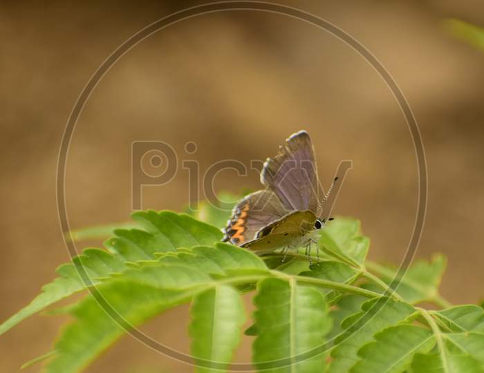 Heliophorus Sena Butterfly Sitting On Green Leafs