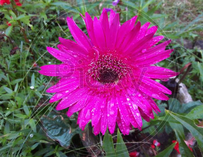 Pink Guldawdi flowers in  garden