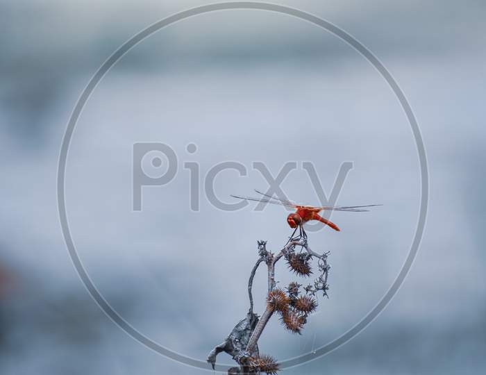 A red dragonfly on the dry Branch of plant with blur background