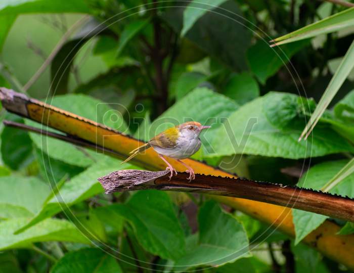COMMON TAILORBIRD SITTING ON THE EDGE OF A BRANCH OF A PALM TREE
