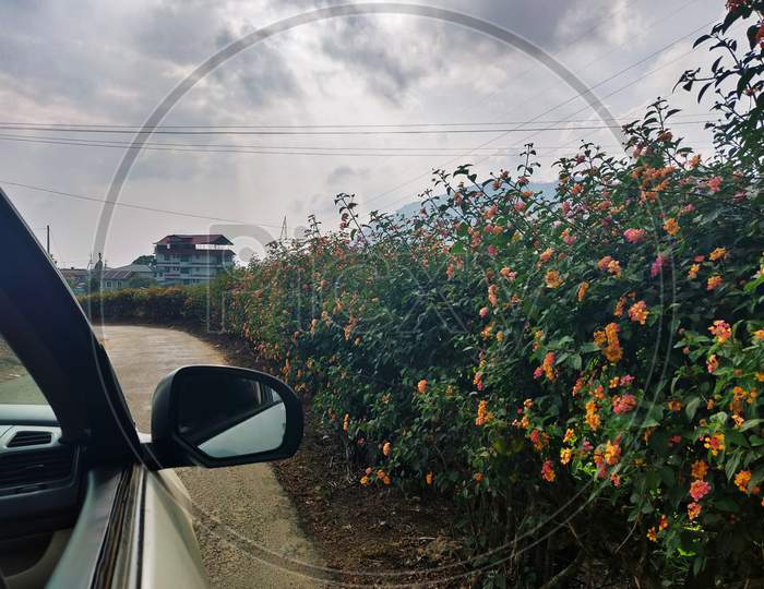View of road in Munnar Hill Station in Kerala, India with bushes of flowers throughout the sides. View from side of a car.