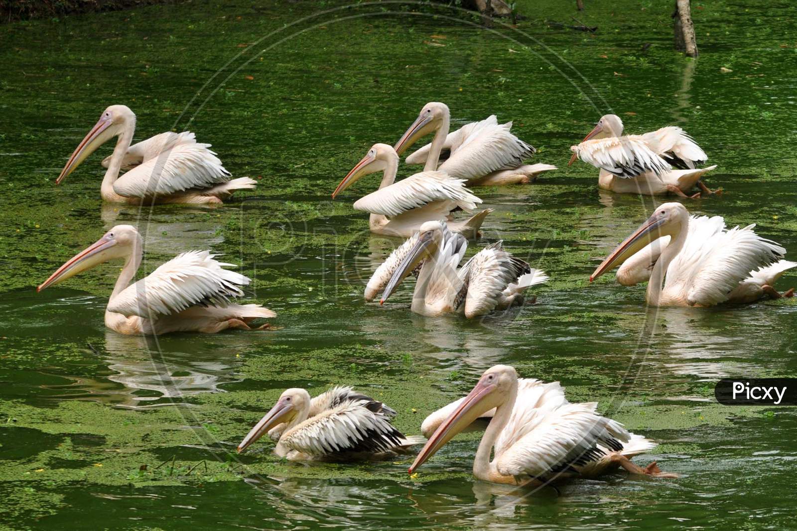 A Group Of Rosy Pelican Try To Catch Fish In Enclosure At Assam State Zoo Cum Botanical Garden In Guwahati On Wednesday 10 June 2020