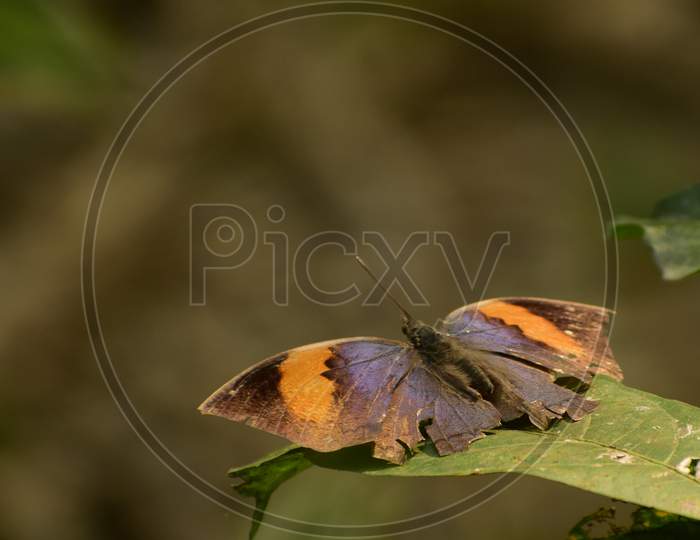beautiful dead leaf butterfly picture