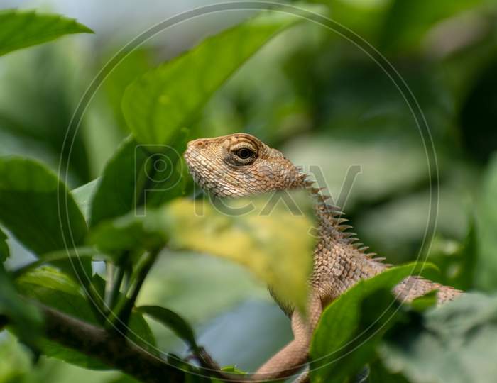 A Chameleon (Family: Chameleonidi) Sits On A Small Branch Of A Tree Looking For Food