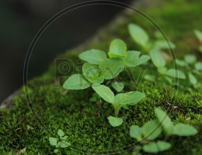 Closeup tree plant on grass