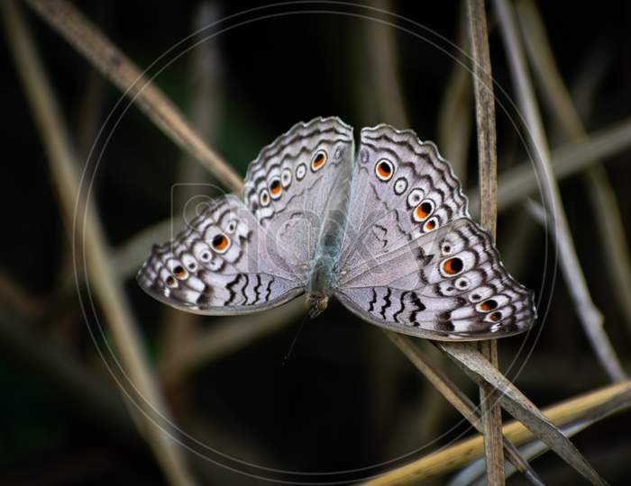 GREY PANSY BUTTERFLY SITTING ON GRASS WITH WIDE OPEN WINGS