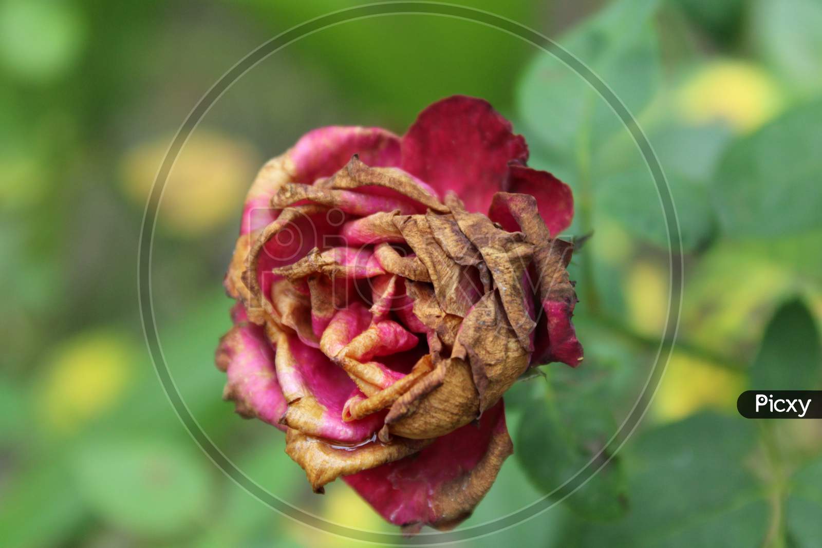 Rose photo capture in the garden