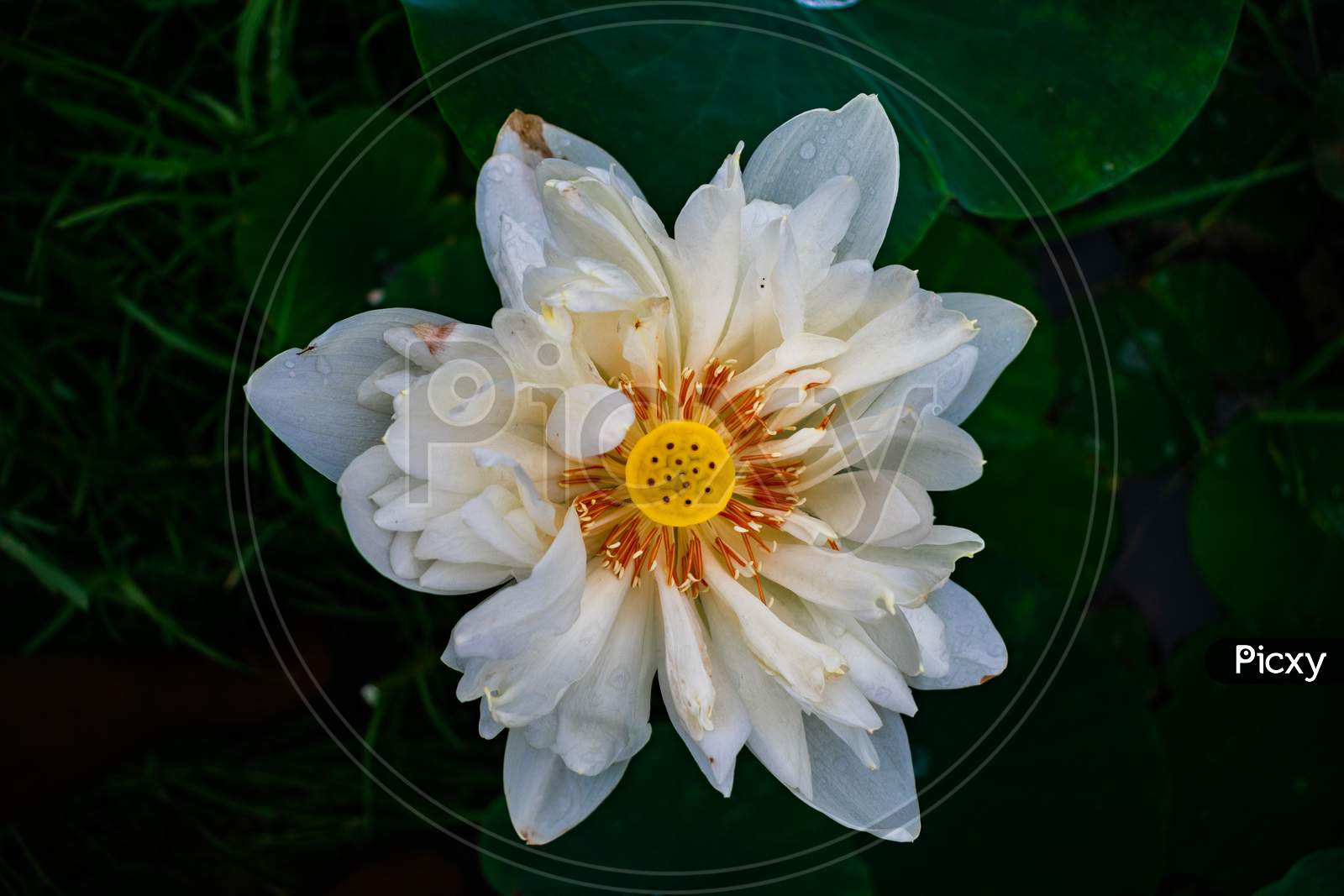 WHITE EGYPTIAN LILY BLOOMED  ON A LAKE SURFACE SURROUNDED BY GREEN LEAVES