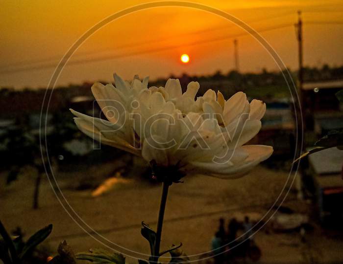 Flower , natural and sunset