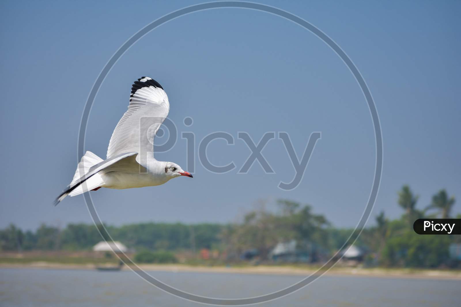 common gull flying over a lake with wide spread wings