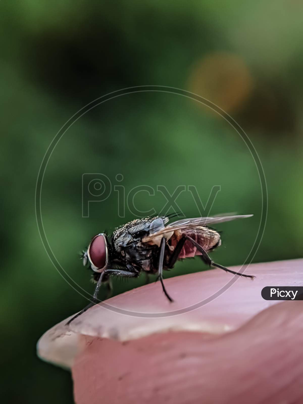 A Fly Landing On Nail