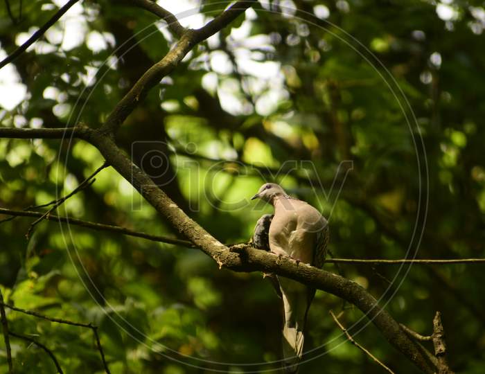 Sopotted Dove Bird Relaxing On Tree Branch.