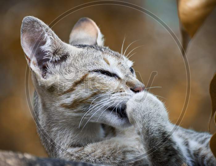 COMMON INDIAN HOUSE CAT LICKING ITS PAW AND LYING ON THE TOP OF A WALL