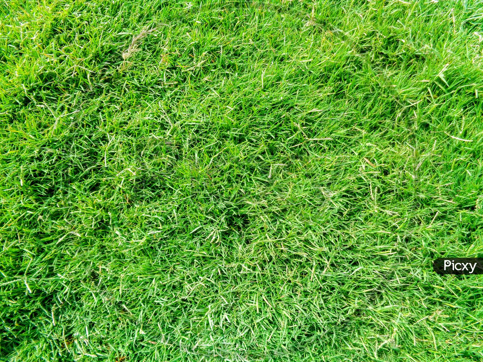 Close-Up Of Green Grass Background