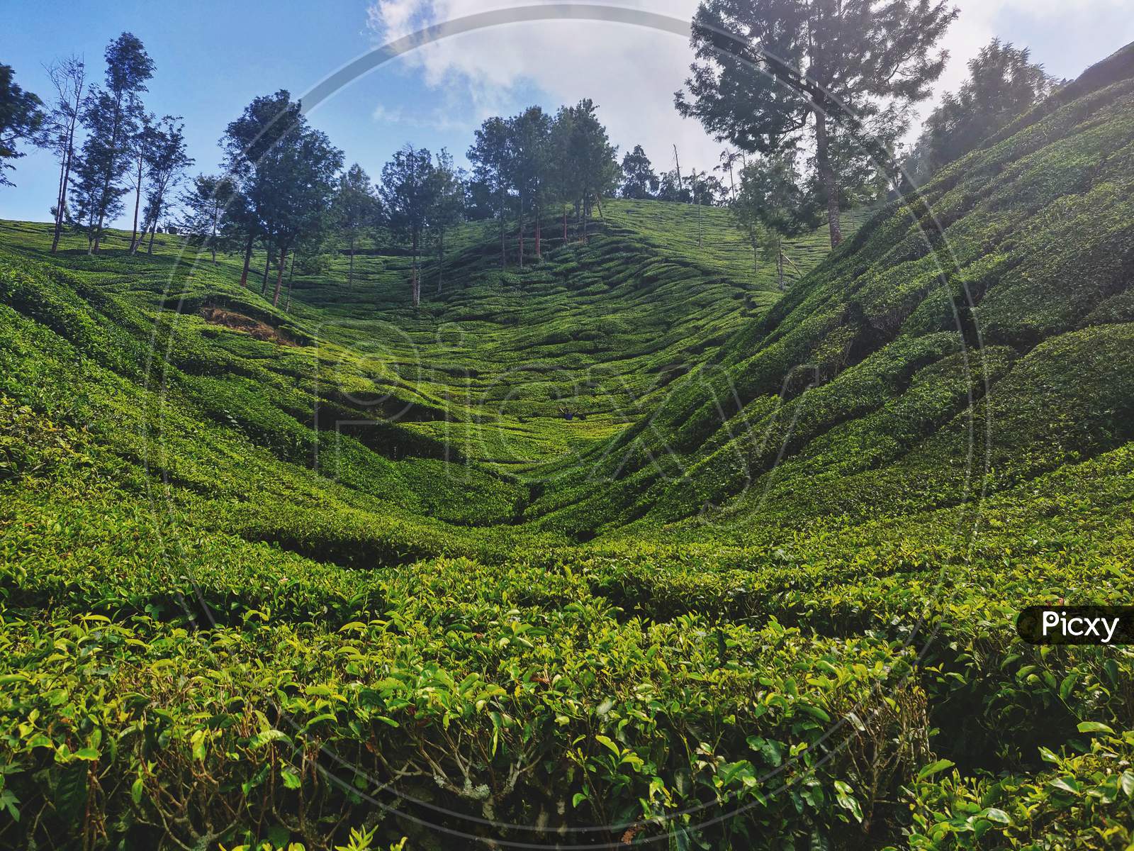 Beautiful Scenery Of Hilly Tea Estate (Tea Plantations) In Munnar Hill Station, Kerala, India. Green All Over With Trees And Sky On The Background.