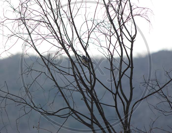 Bird on the branch