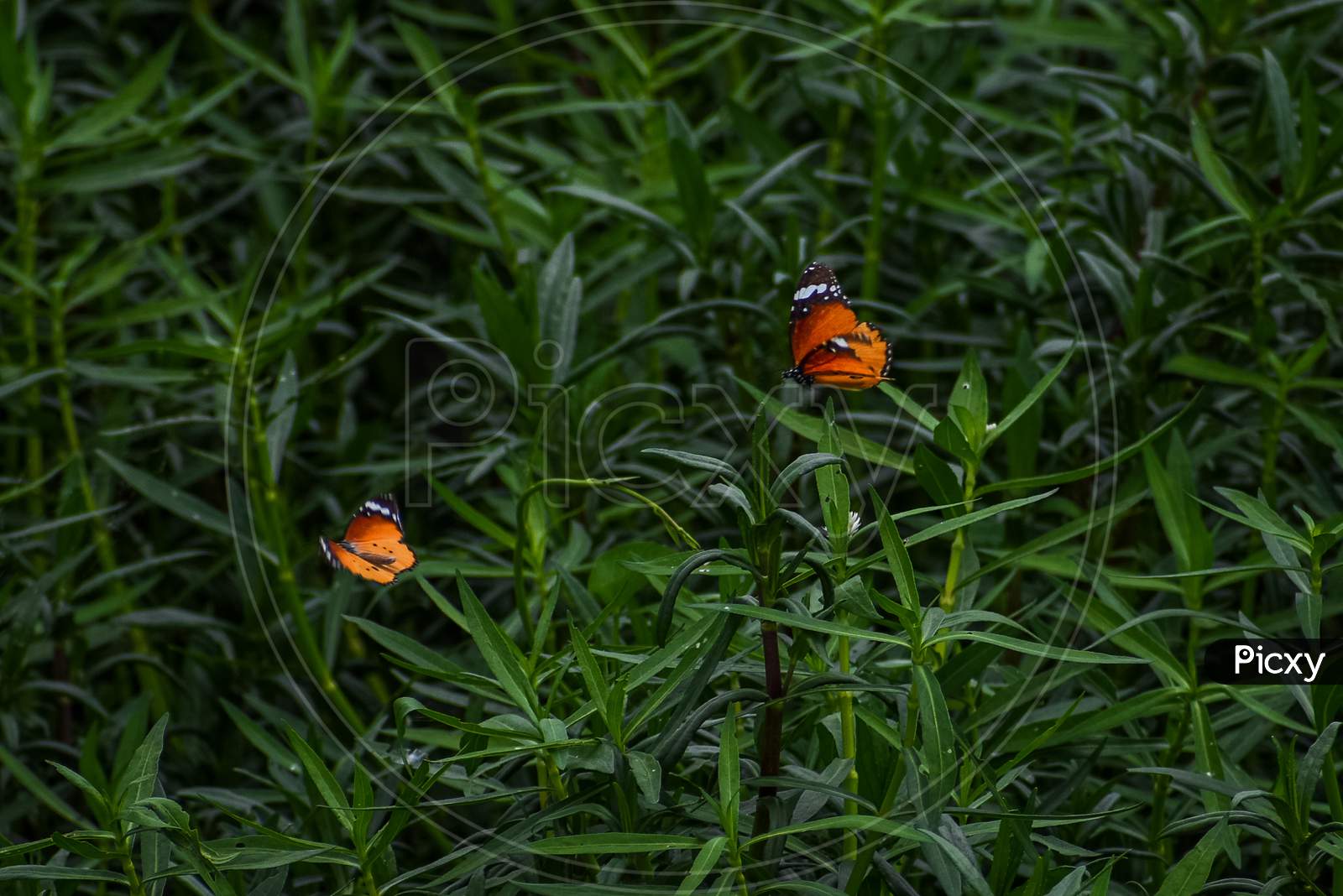 Couple of butterflies in the garden