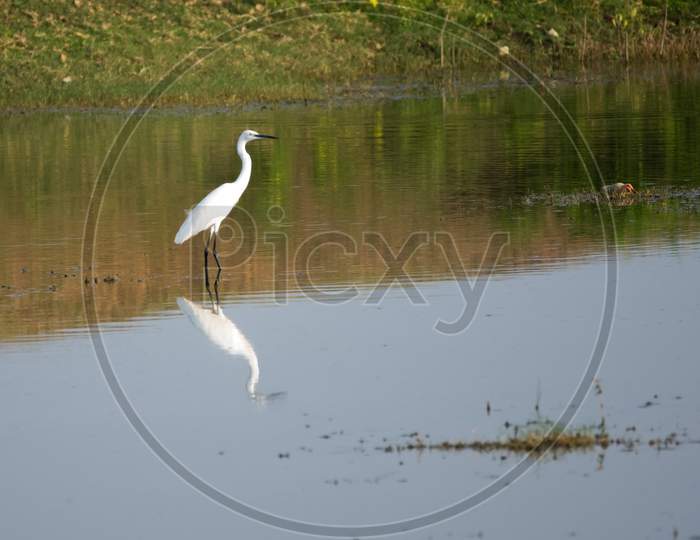 White Great Egret (Ardea Alba) Captured While Standing In A Lake