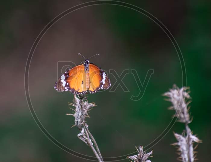 COMMON ORANGE TIGER BUTTERFLY SITTING ON A CACTUS