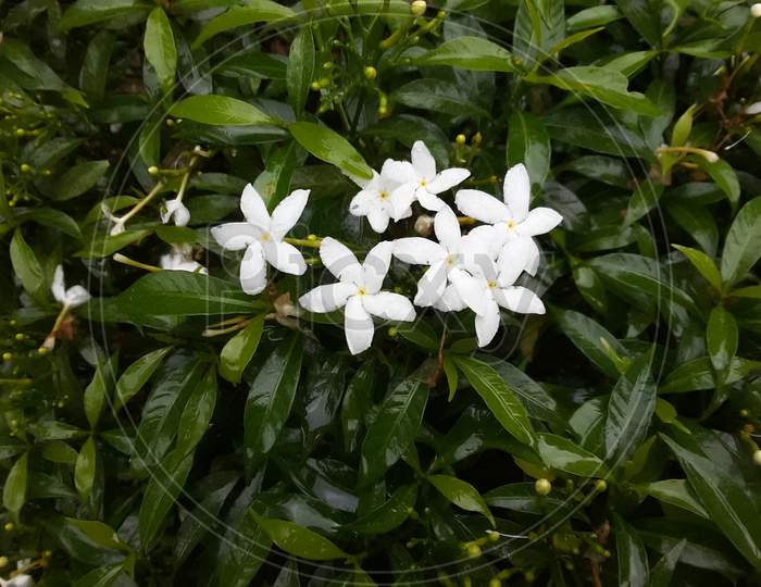 Beautiful white  Scrape Jasmine flowers in garden