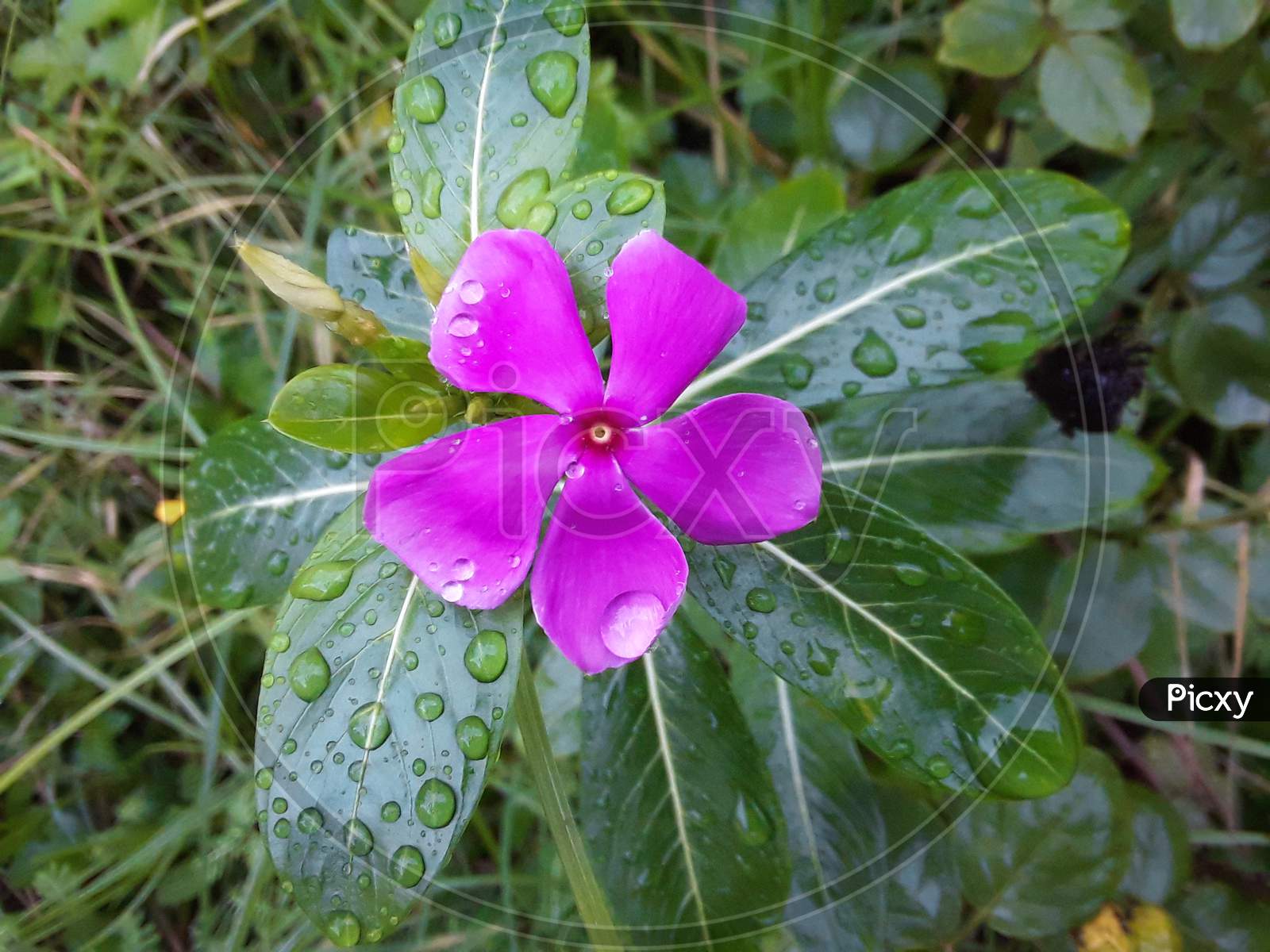 Beautiful Begni pink Periwinkle (sadaBahar)flower