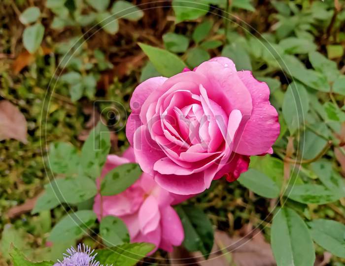 Flower of pink rose
