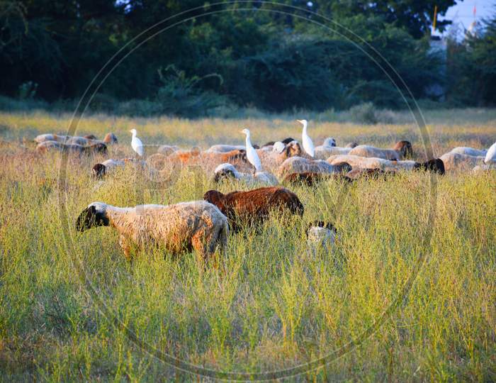 Bagula and Sheep in the farm at Morning, Kutch Gujarat, Indian Animals
