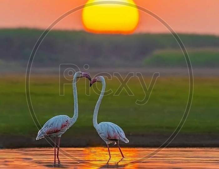 Romantic couple of Swan with a beautiful Sunset