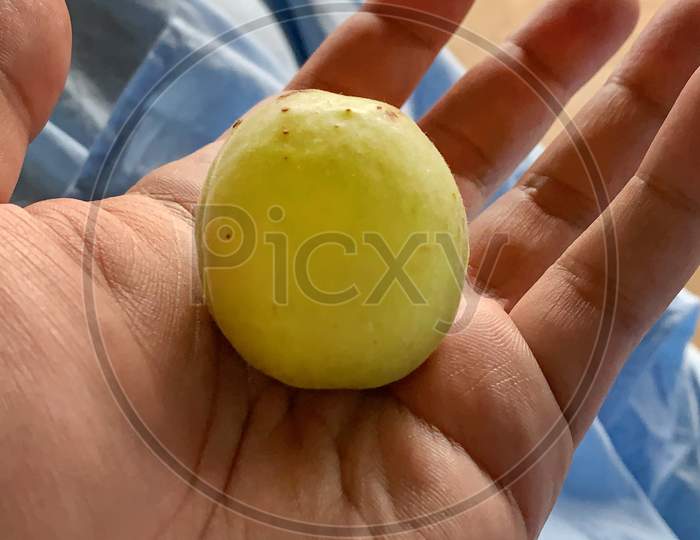 Yellow Almost Ripe Apricot In Male Hand