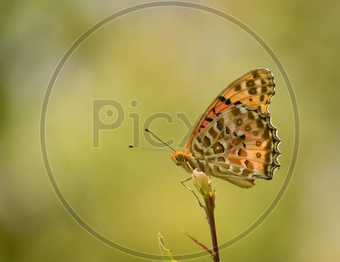 The Sign Of Real Freedom Is Butterfly .Argynnis Hyperbius