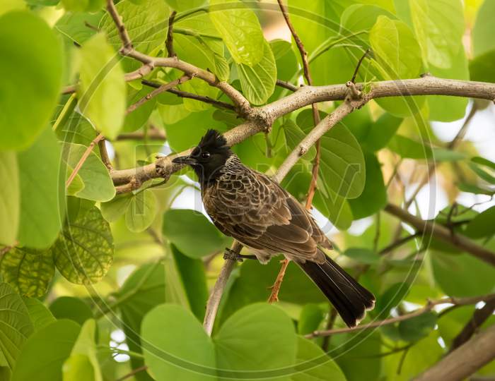 Red Vented Bulbul (Pycnonotus Cafer) Perching On A Tree With Bright Green Leaves
