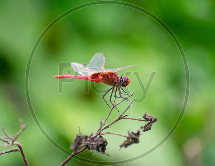 RED DRAGONFLY SITTING ON A DRY TWIG